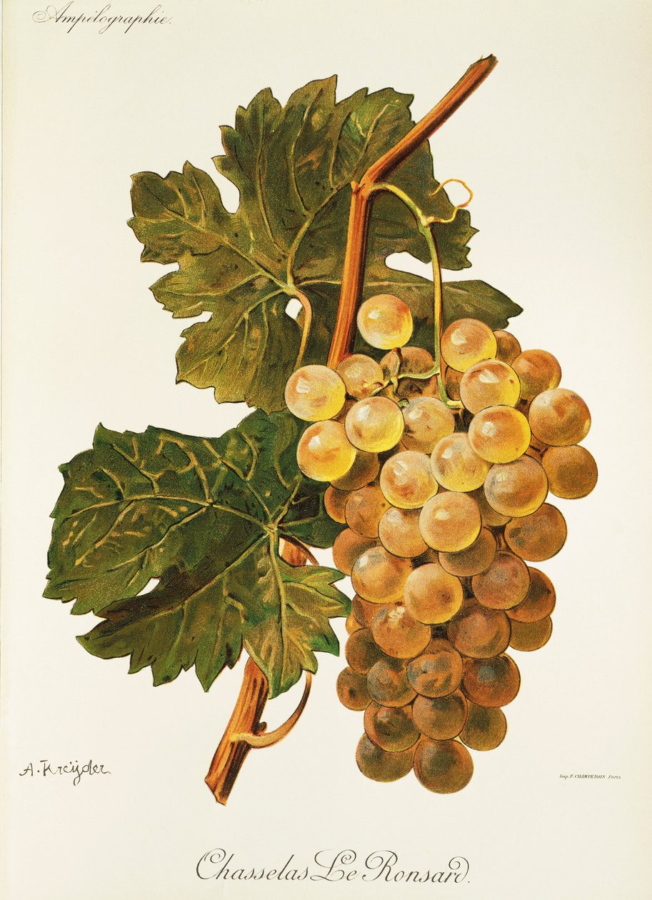 A. Kreyder tarafından Chasselas Le Ronsard üzümü by Alexis Kreyder