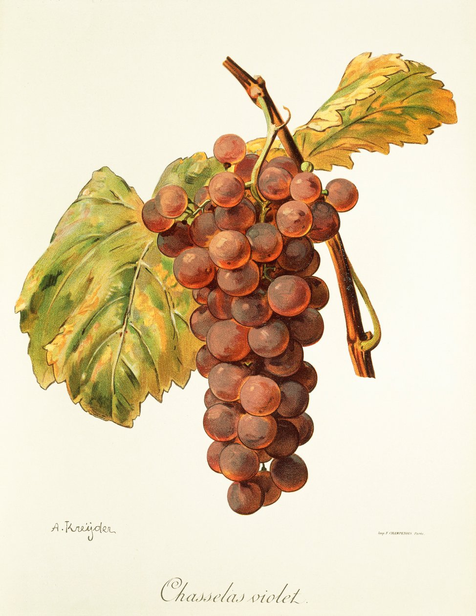 A. Kreyder tarafından Chasselas Violet üzüm by Alexis Kreyder