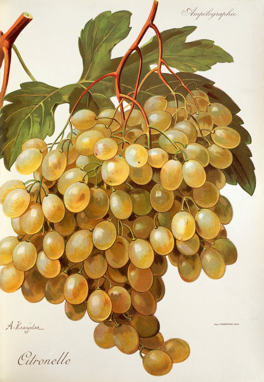 Citronelle üzümü, A. Kreyder by Alexis Kreyder
