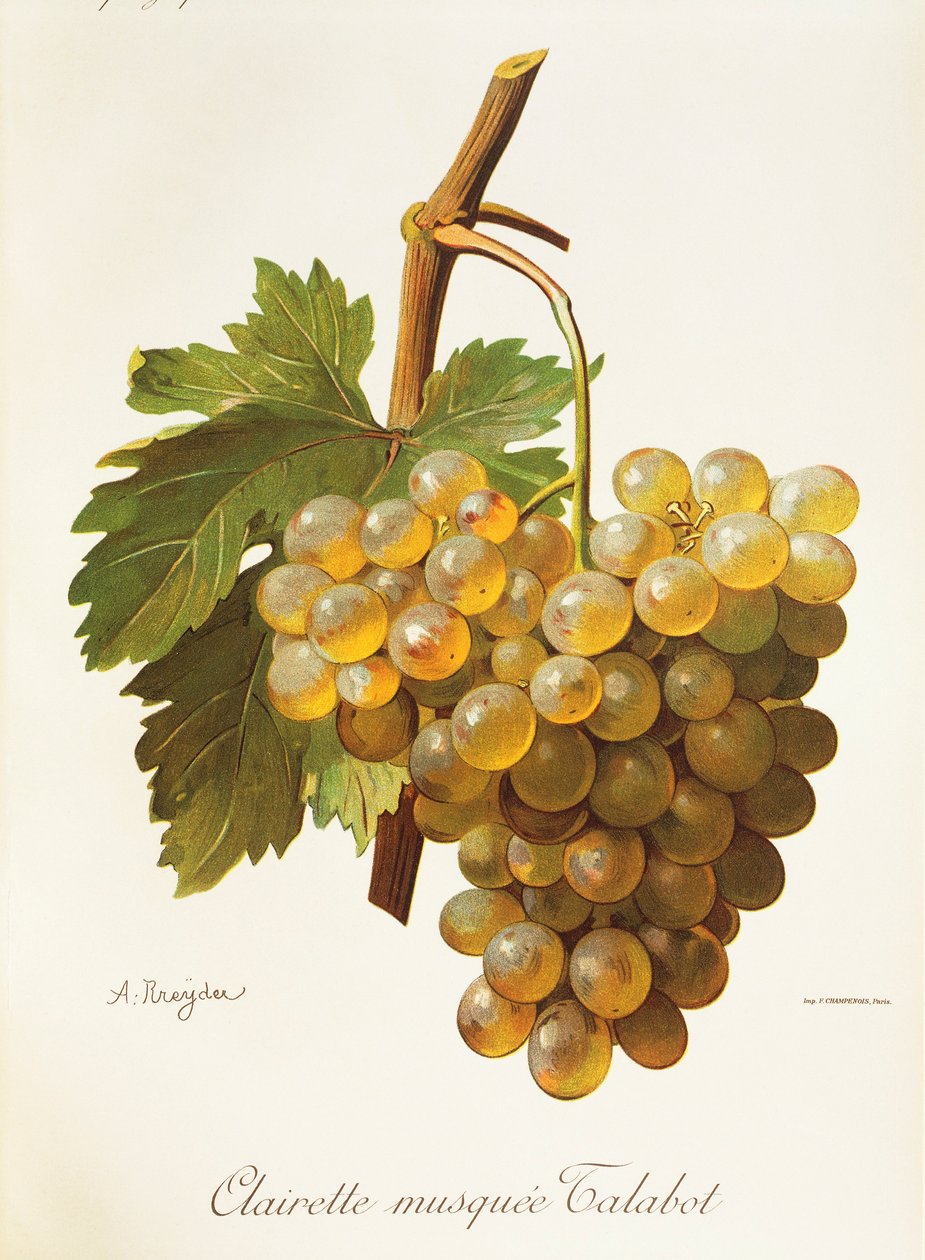 Clairette Musquee üzümü, A. Kreyder by Alexis Kreyder