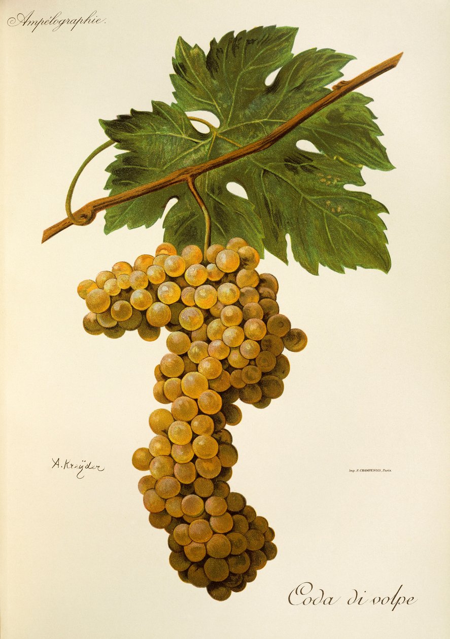 Coda di Volpe üzümü, A. Kreyder by Alexis Kreyder