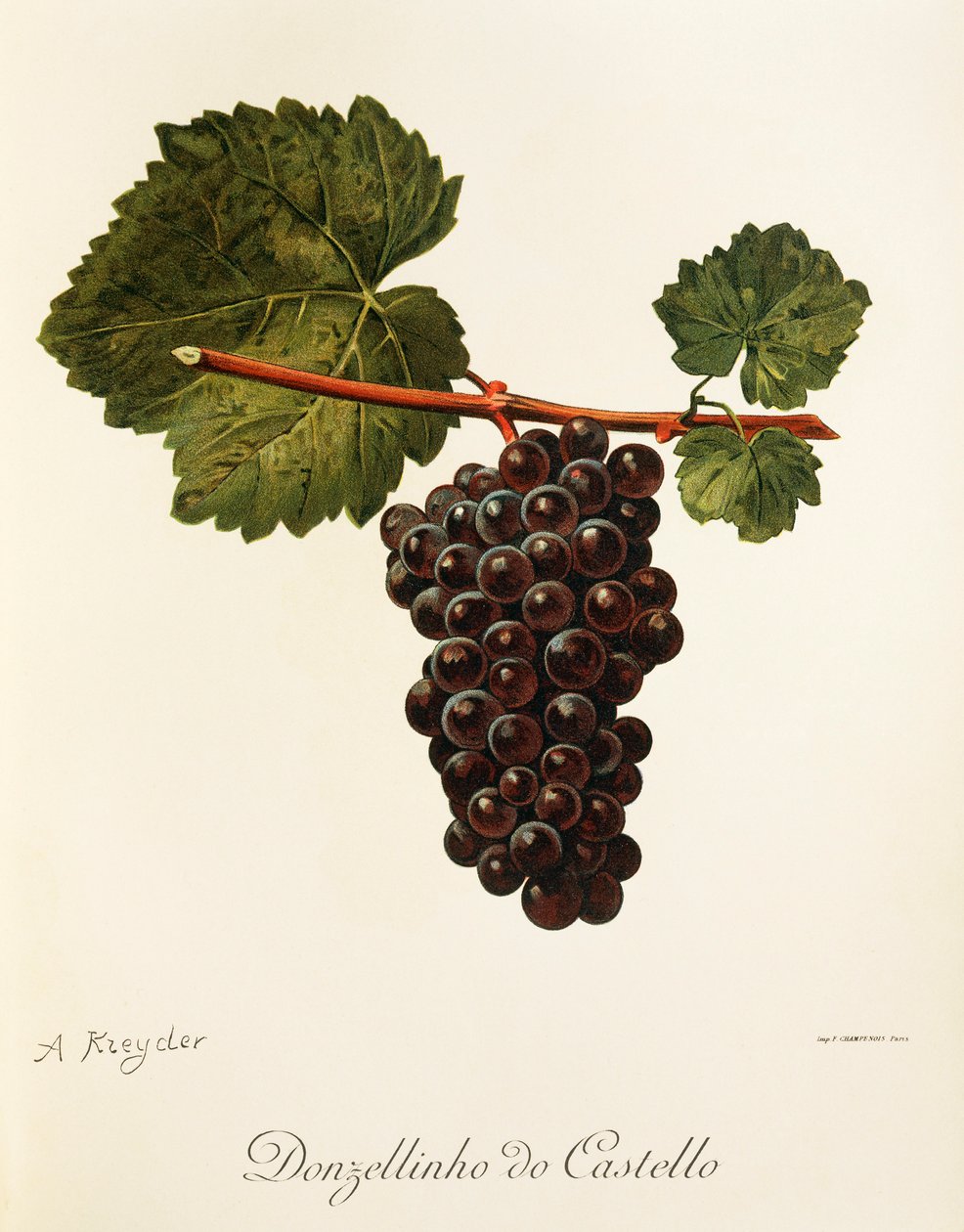 Donzellinho do Castello üzümü, A. Kreyder by Alexis Kreyder