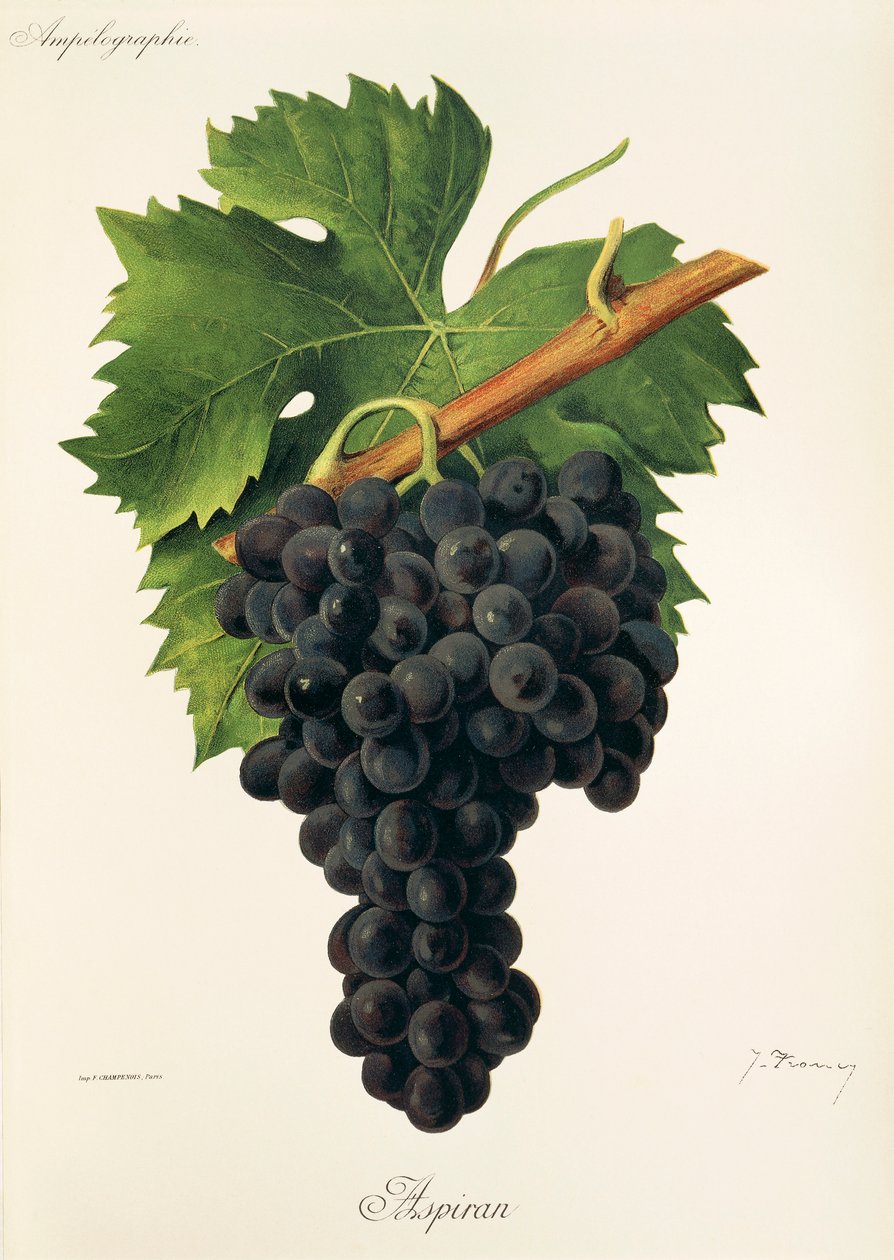 Inzolia üzümü, A. Kreyder by Alexis Kreyder