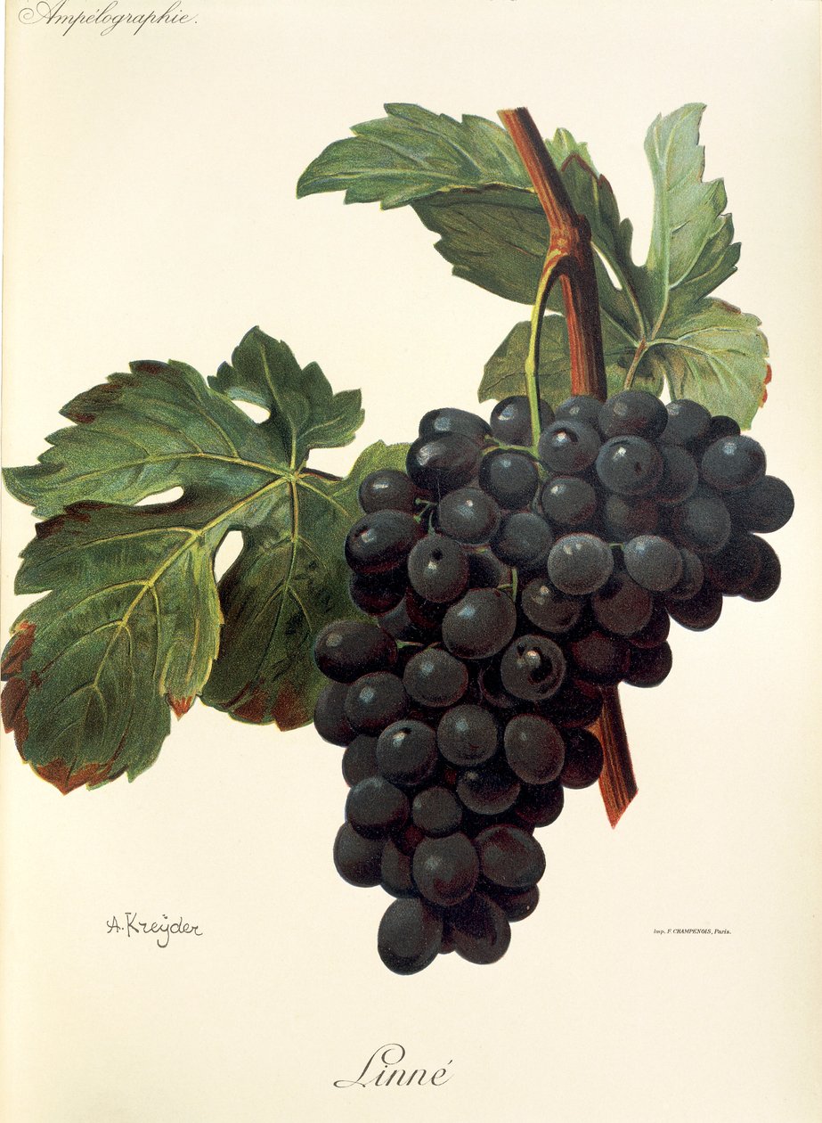 Linne üzümü, A. Kreyder by Alexis Kreyder