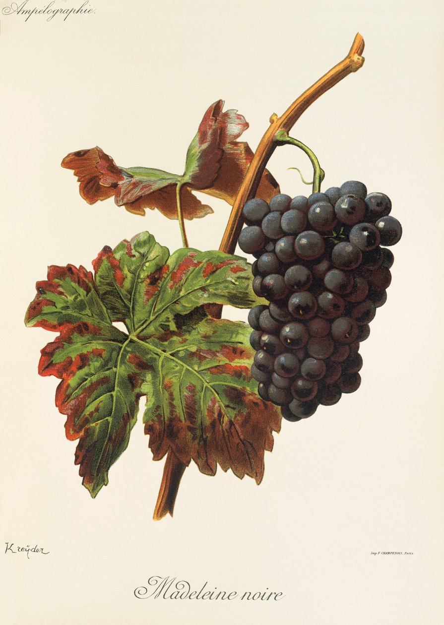 A. Kreyder Madeleine Noire üzümü by Alexis Kreyder