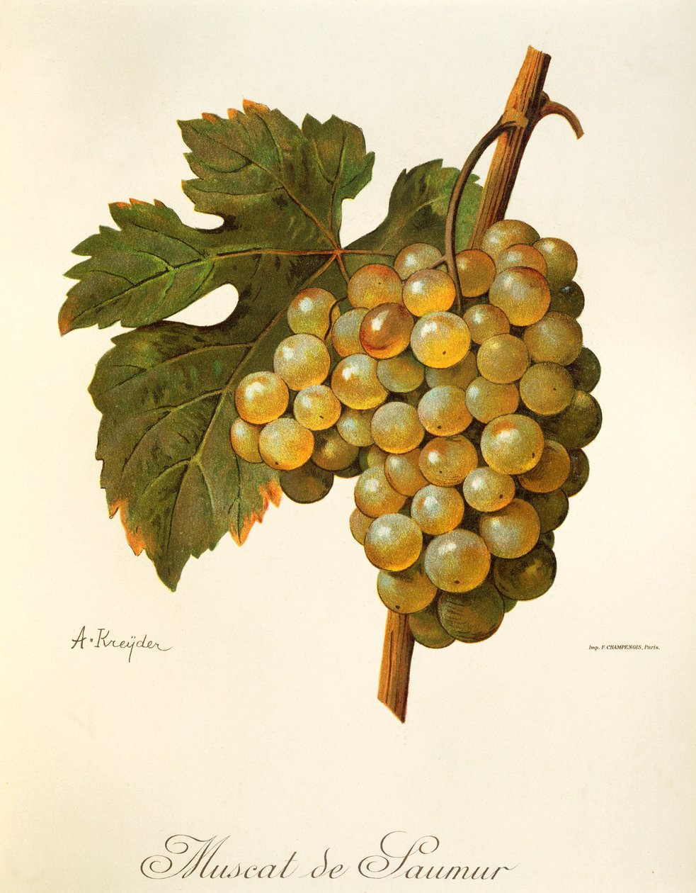 A Kreyder tarafından Muscat de Saumur üzümü by Alexis Kreyder