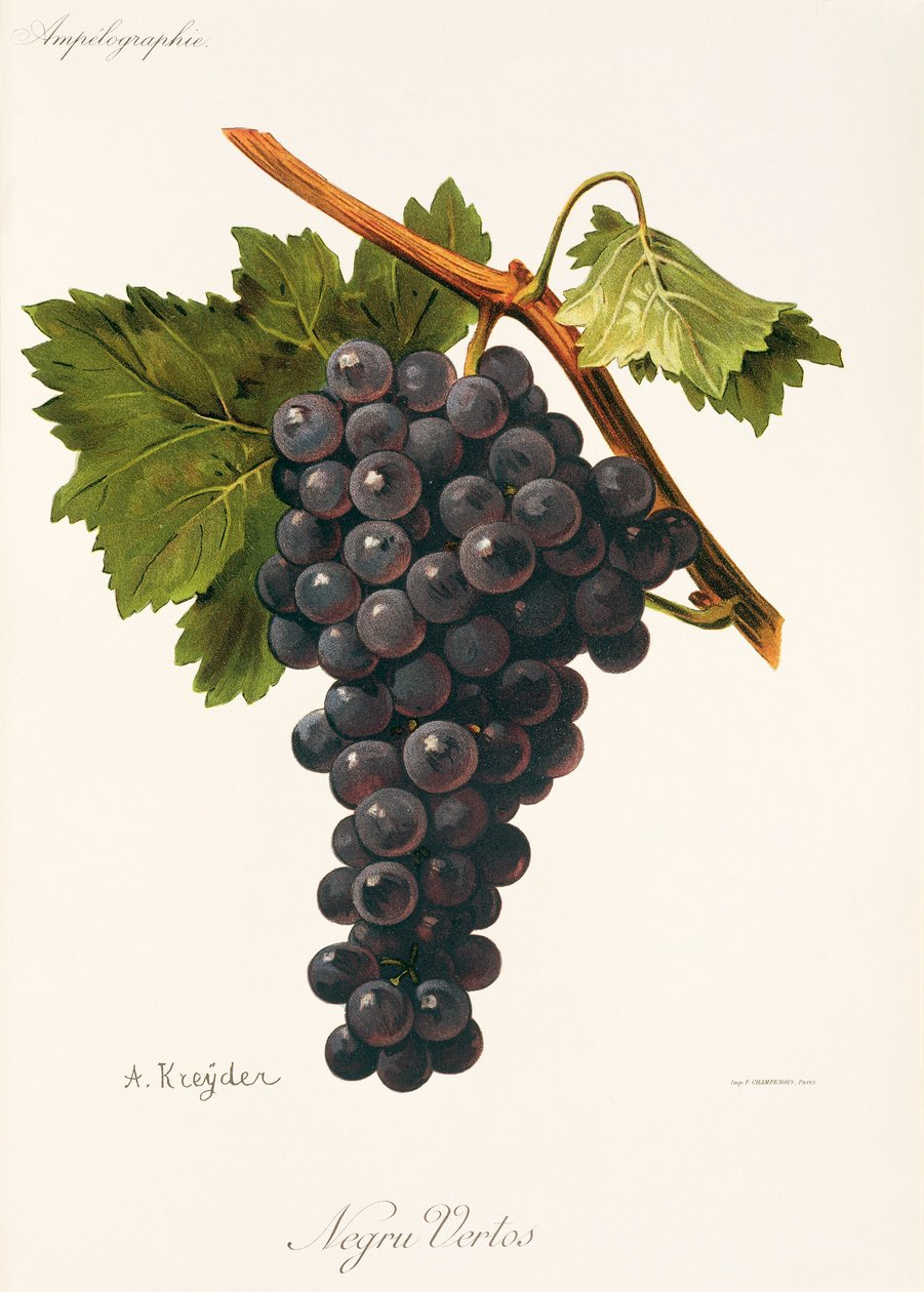 Negru Vertos üzümü, A. Kreyder by Alexis Kreyder