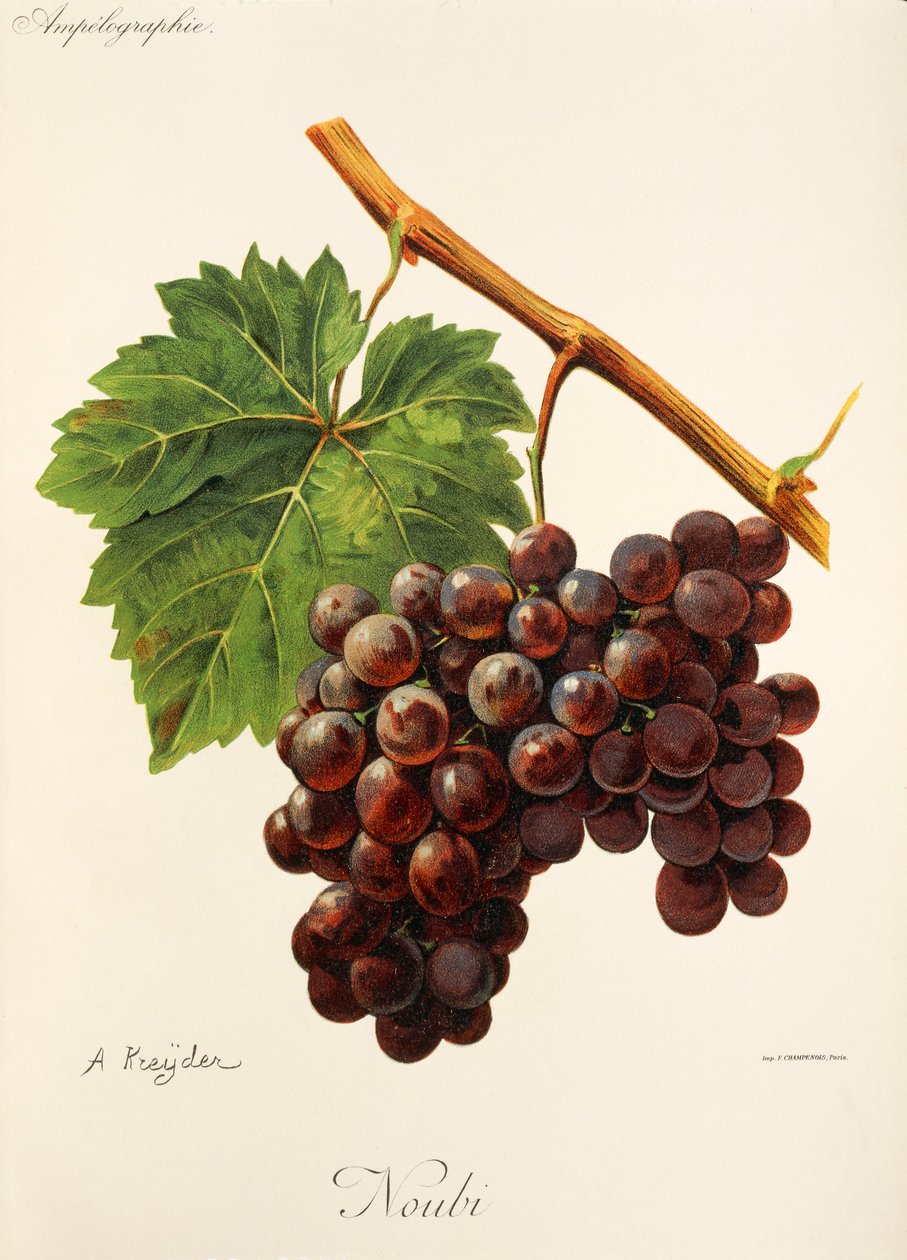 Noubi üzümü, A. Kreyder by Alexis Kreyder