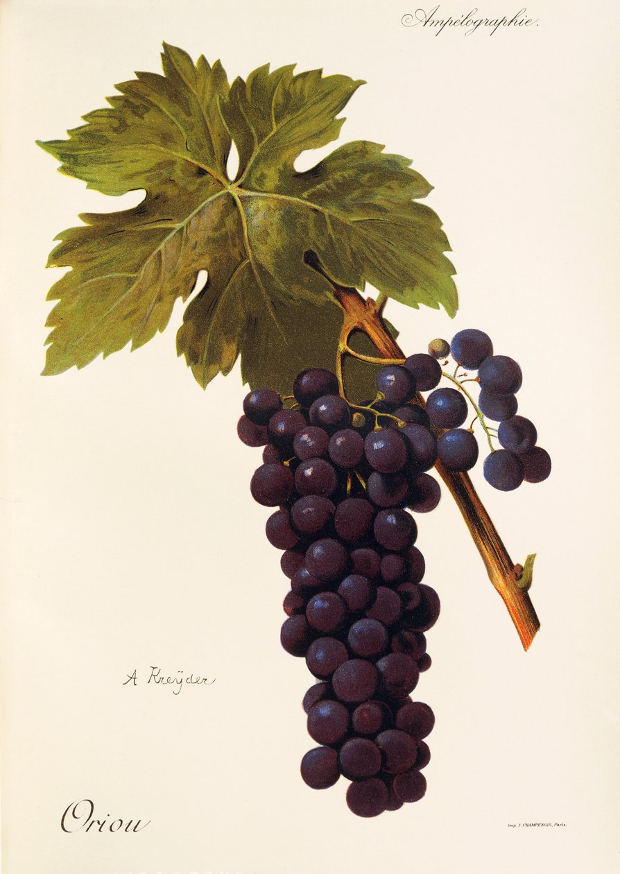 A. Kreiter