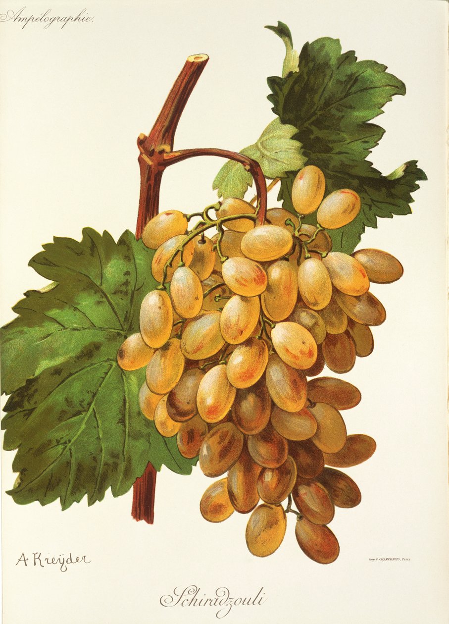 A. Kreyder tarafından Schiradzouli üzümü by Alexis Kreyder