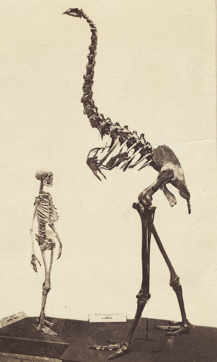 Man ve Moa, 1870 dolayları (albüm baskısı) by Alfred Charles Barker