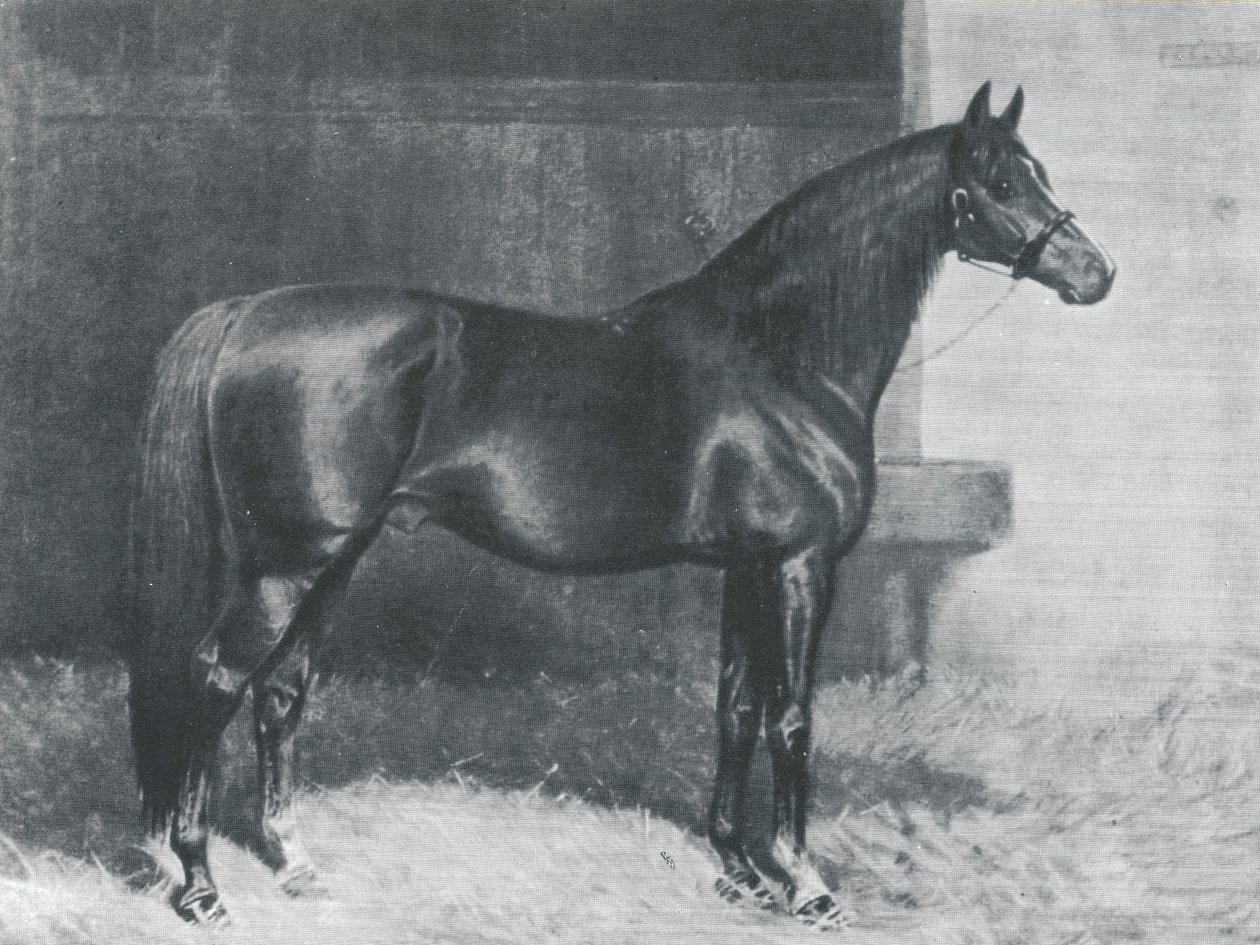 Cyllene, İngiliz safkan yarış atı by Alfred Charles Havell