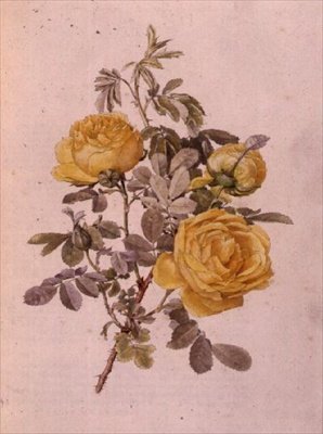 Rosa Cins, No. 10, 755, c.1910 by Alfred Parsons