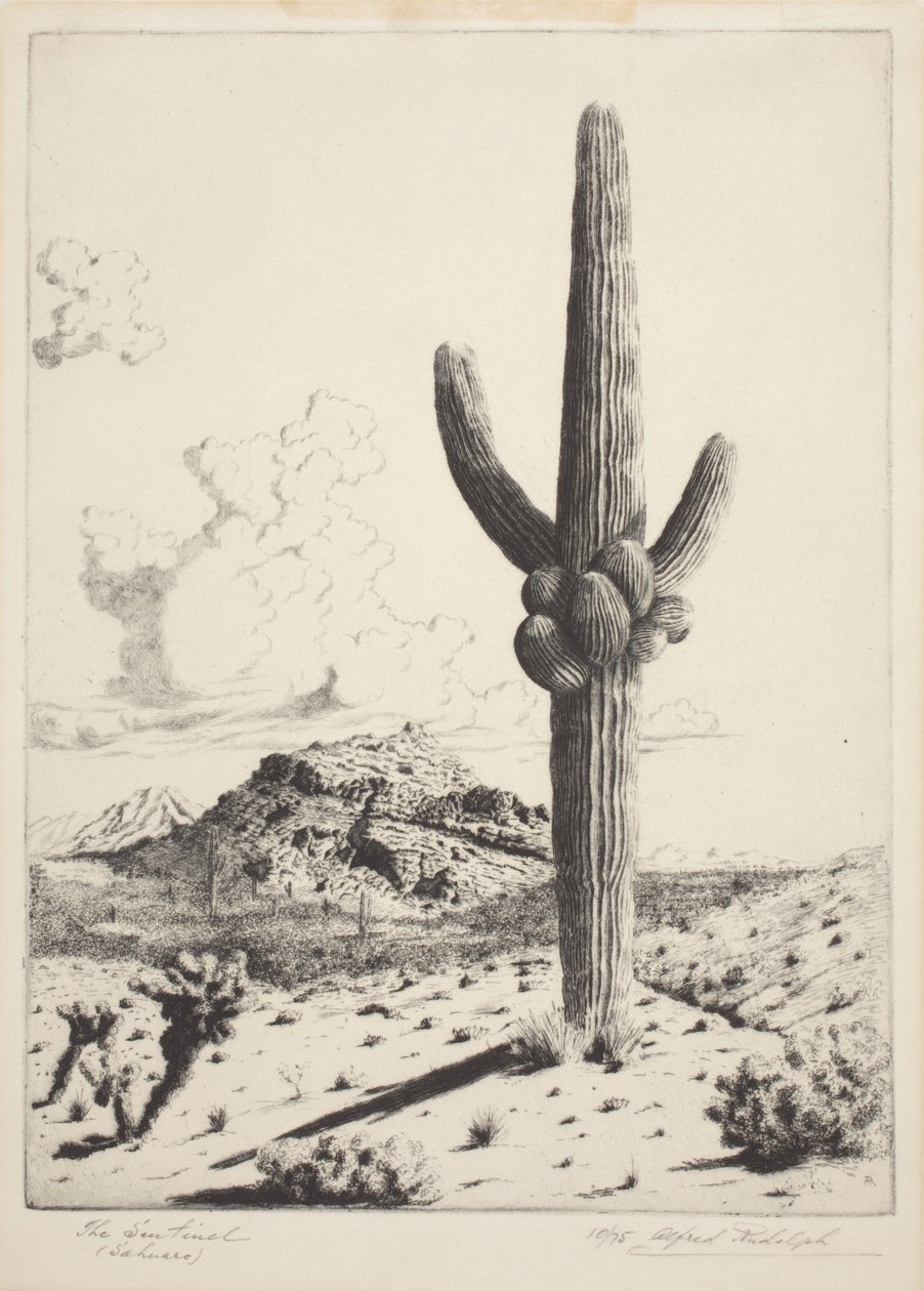 The Sentinel (Sahuaro) (gravür ve aquatint) by Alfred Rudolph Waud