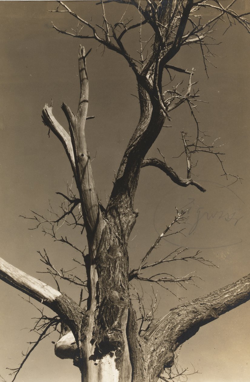 Ölen Kestane Ağacı (ters) by Alfred Stieglitz
