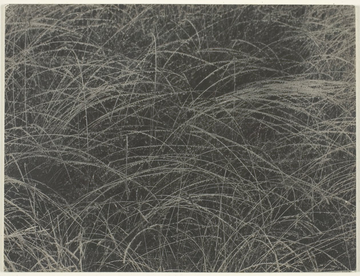 Eşdeğer, 1927. by Alfred Stieglitz