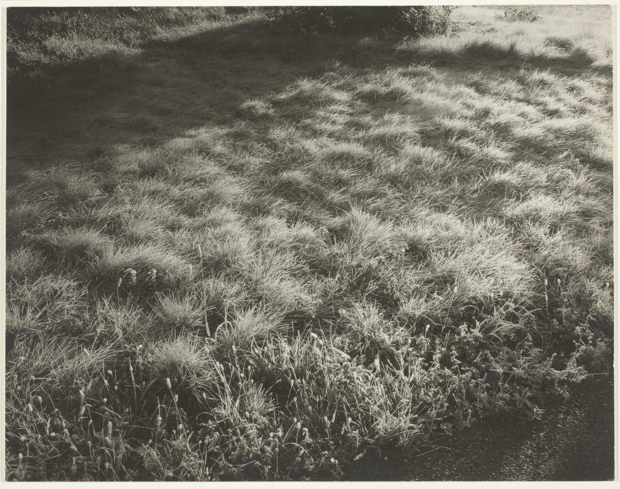 Çim ve Don, 1934. by Alfred Stieglitz