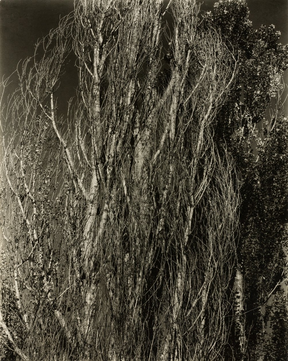 Kavaklar—George Gölü by Alfred Stieglitz
