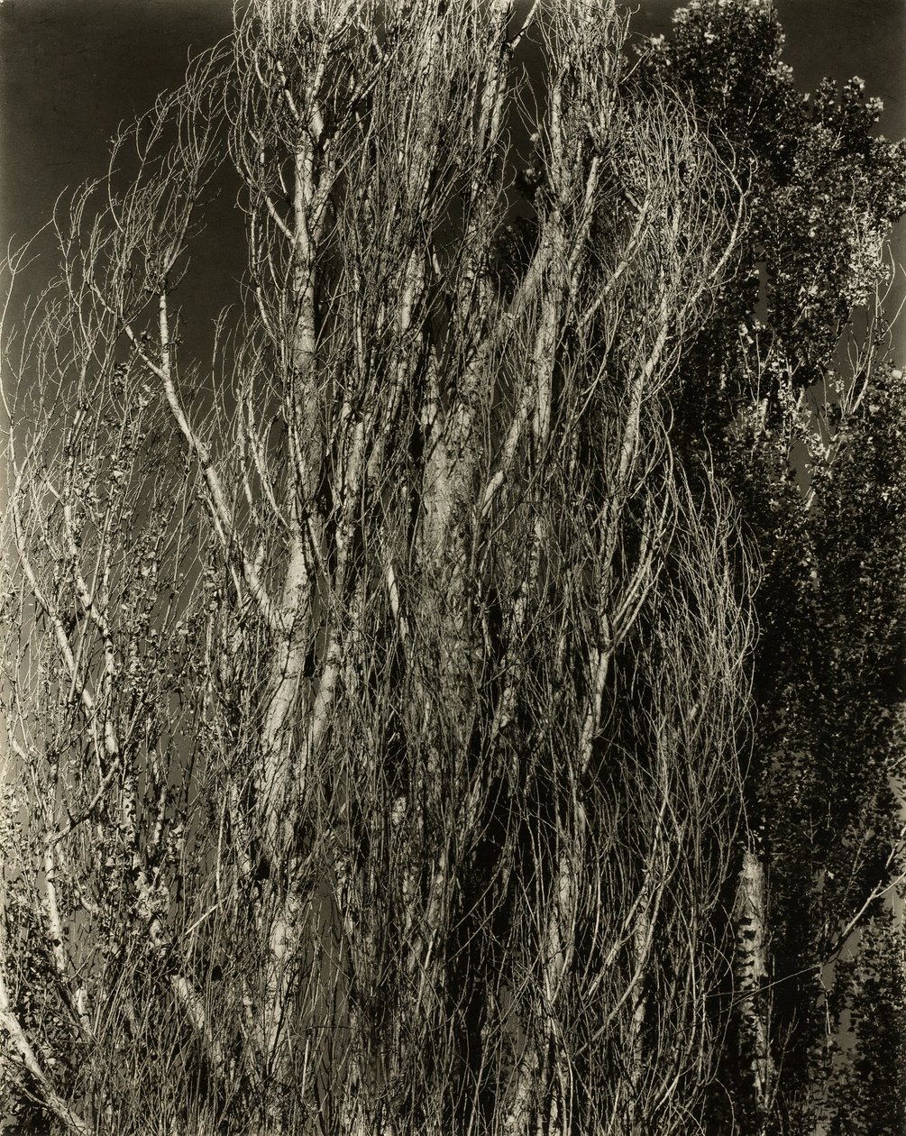 Kavaklar - George Gölü, 1932. by Alfred Stieglitz