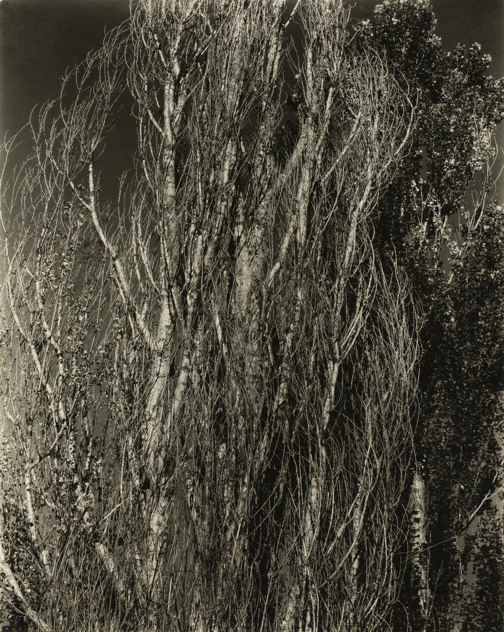 Kavak - George Gölü by Alfred Stieglitz