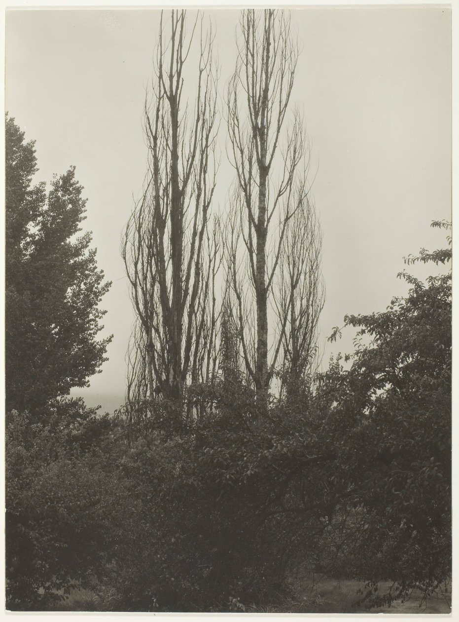 Kavaklar - George Gölü, 1935. by Alfred Stieglitz