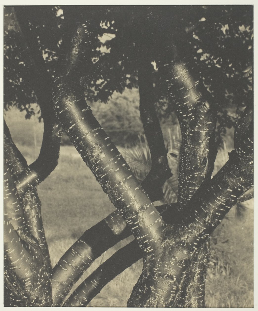  by Alfred Stieglitz