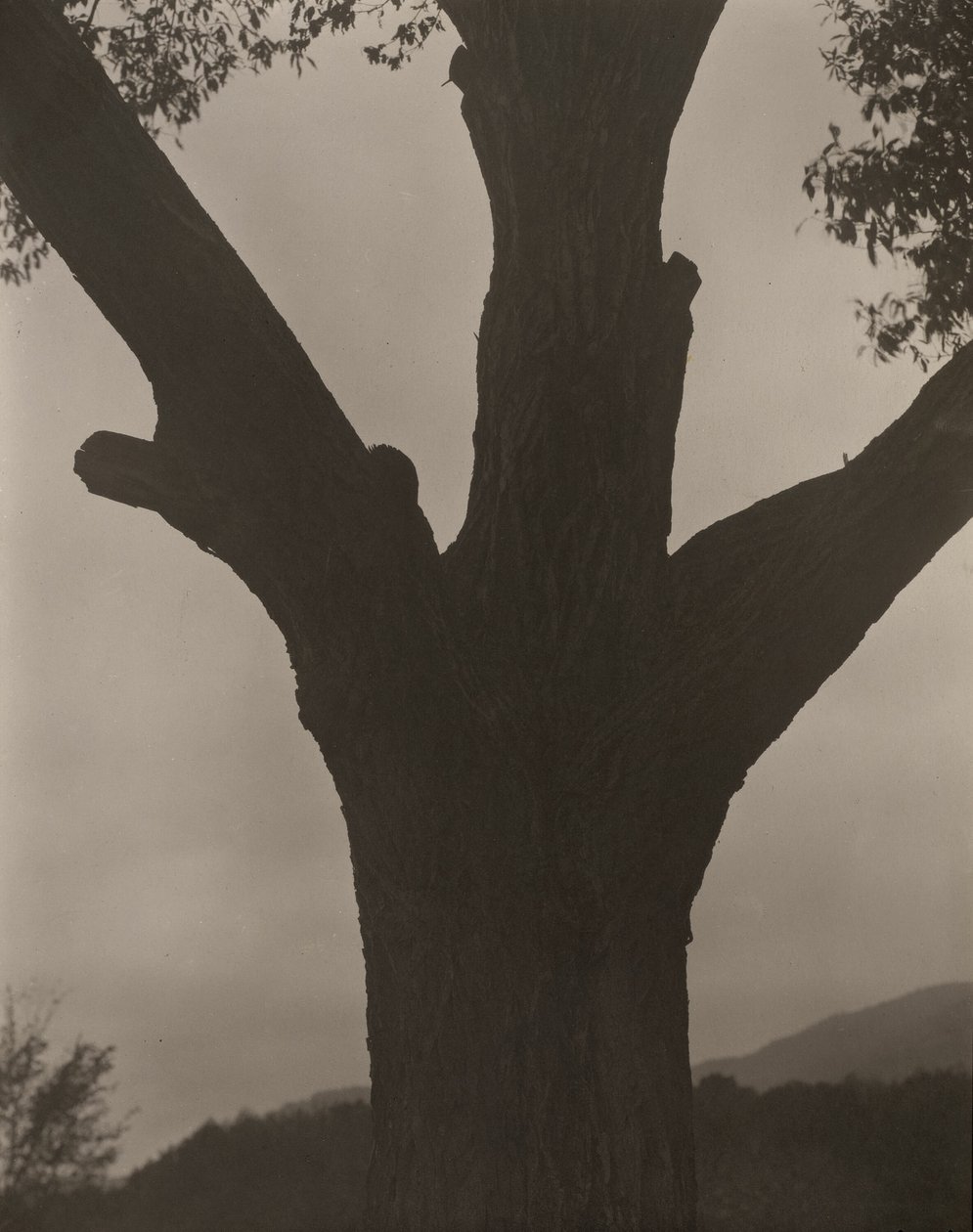 Ölen Kestane by Alfred Stieglitz