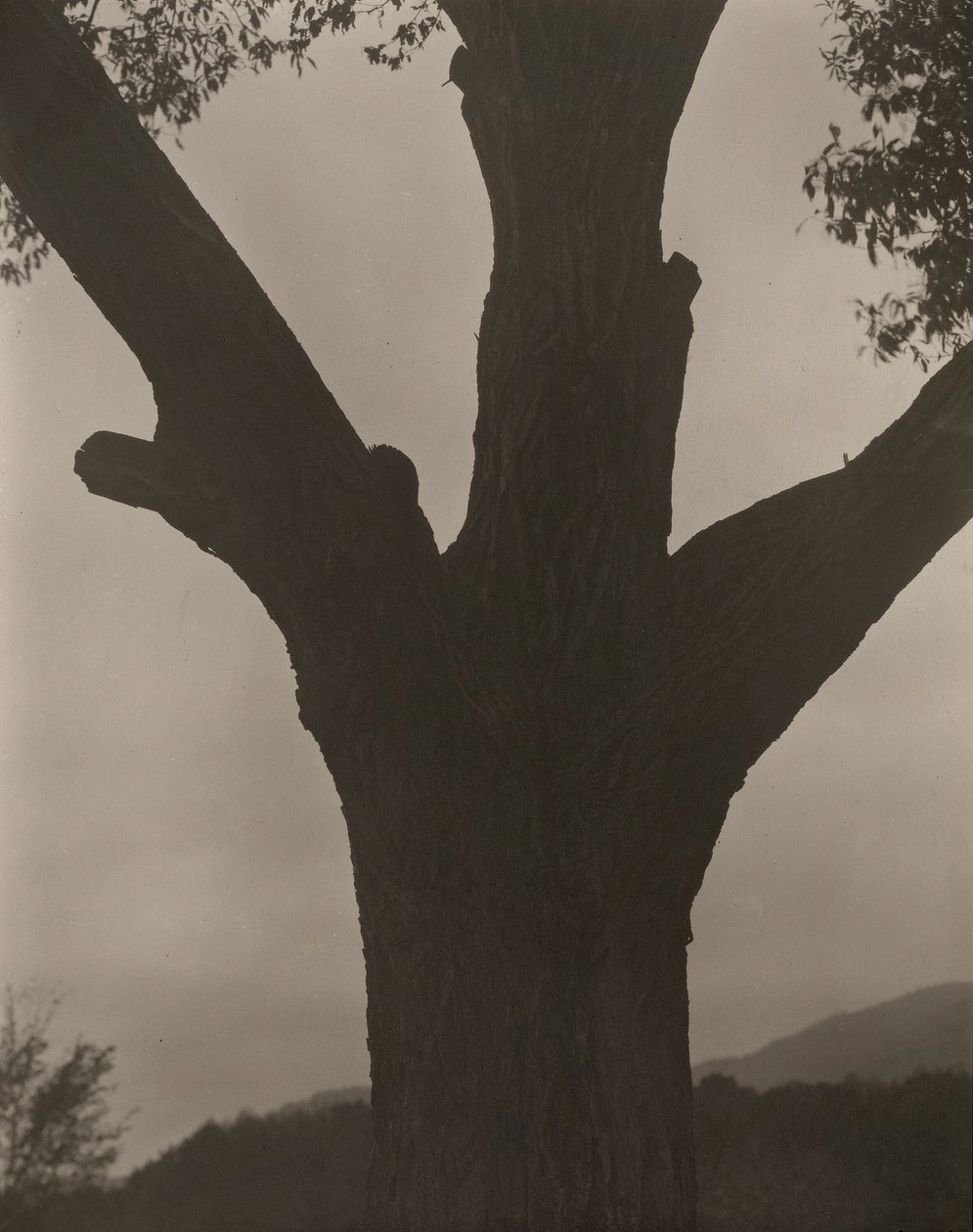 Ölen Kestane, 1919. by Alfred Stieglitz
