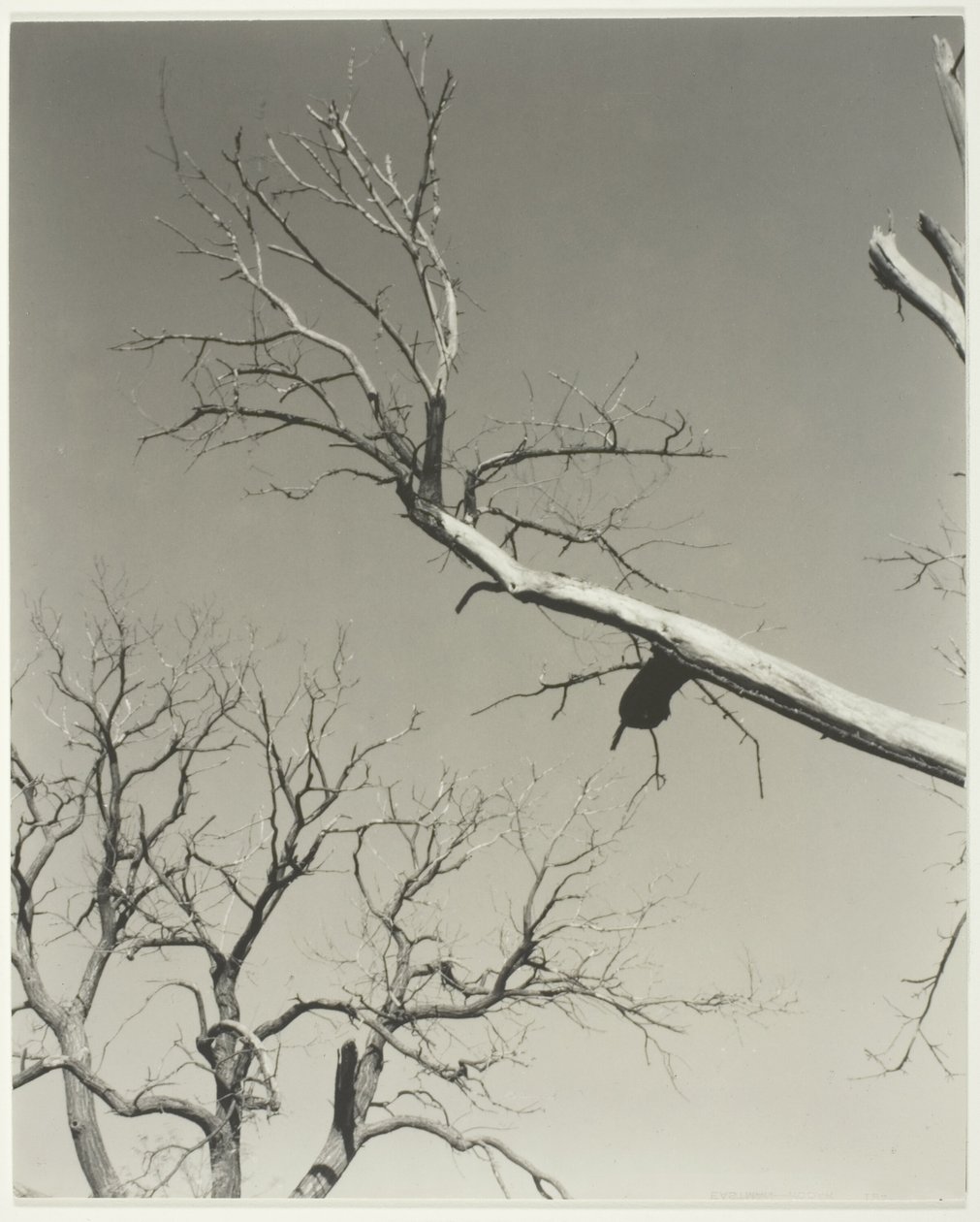  by Alfred Stieglitz