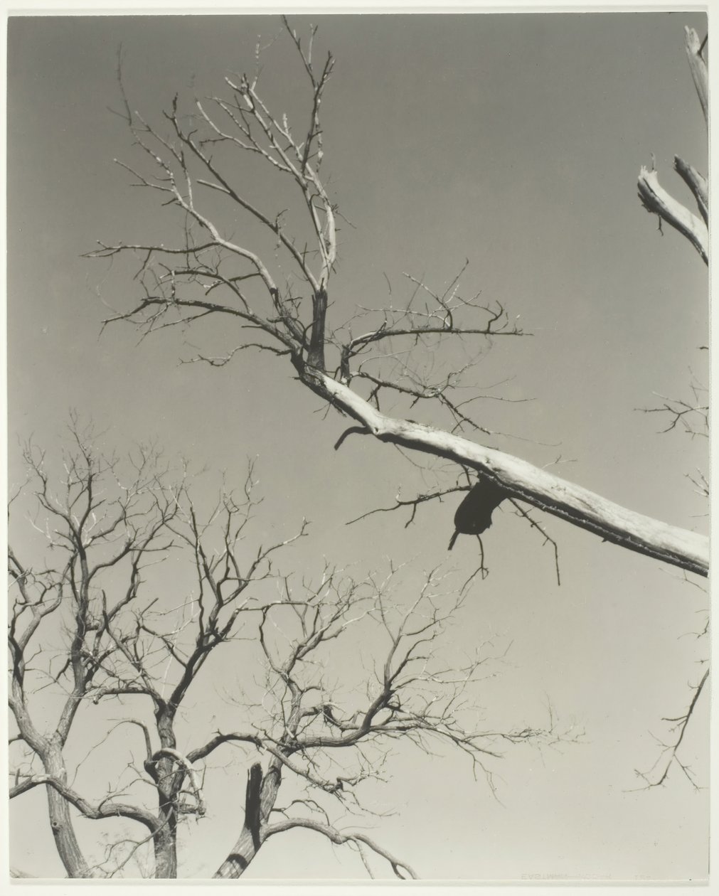 Ölen Kestane Ağacı—Öğretmenim, 1927. by Alfred Stieglitz