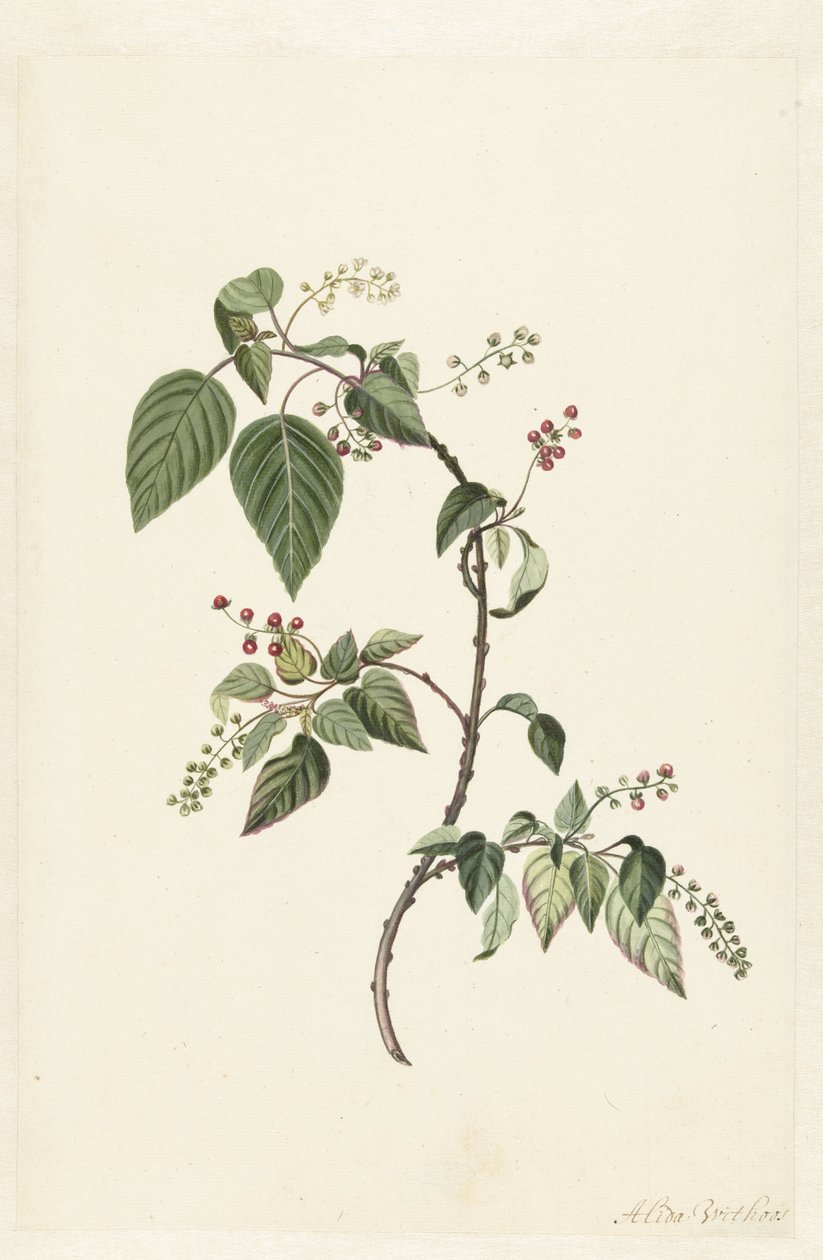 Nandina (Nandina evcil) by Alida Withoos