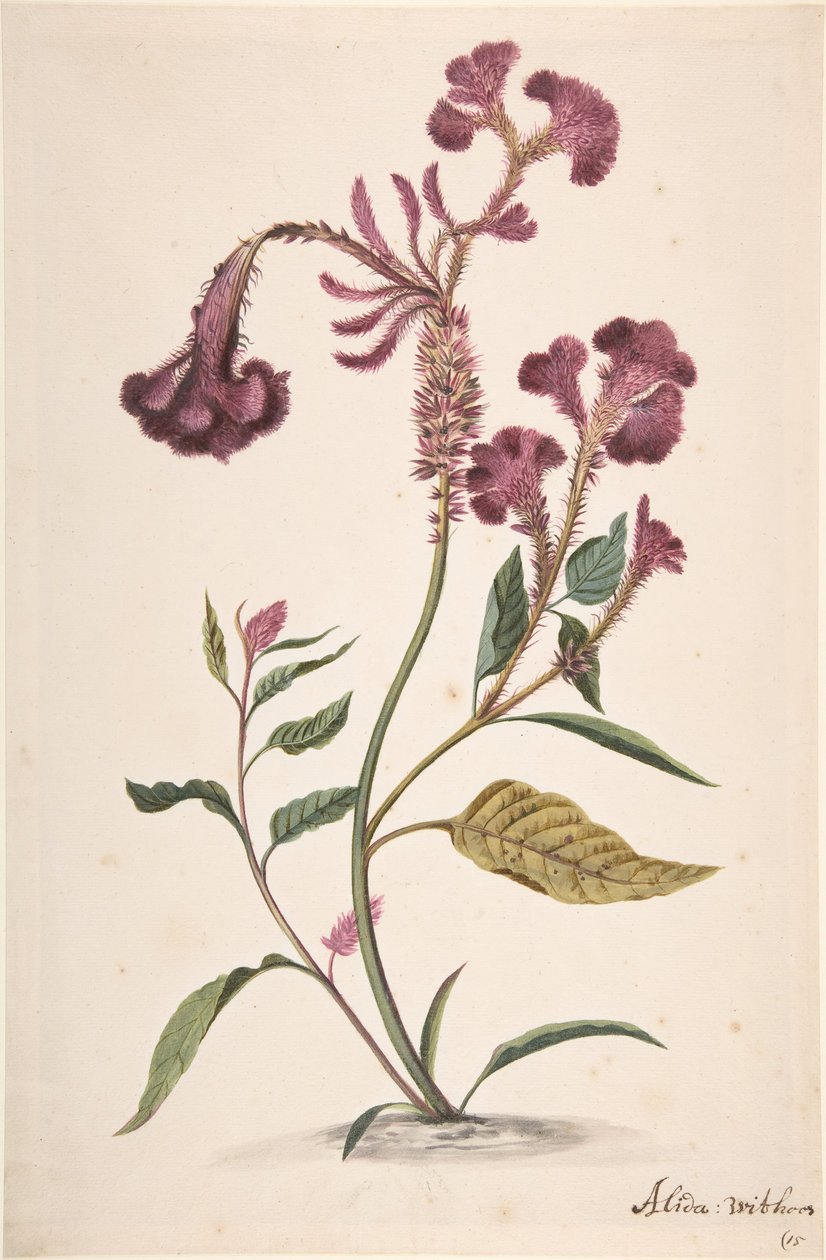 Bir Hanekam Celosia argentea çalışması, n.d .. by Alida Withoos