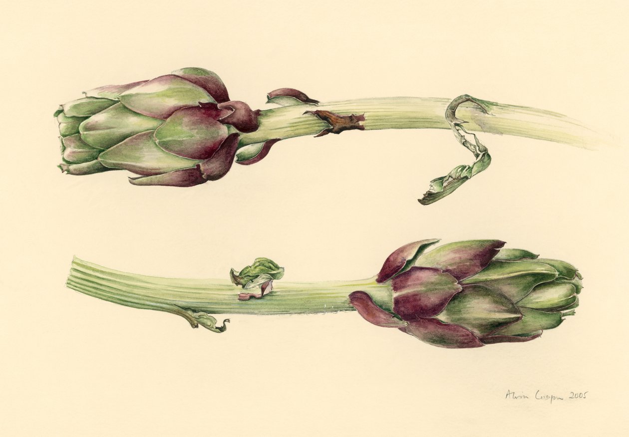 Enginar, 2005 by Alison Cooper