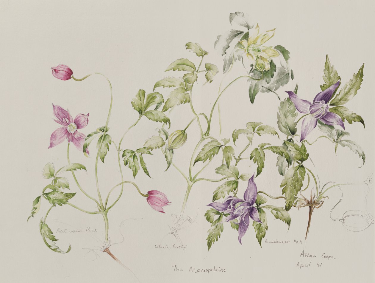 Makropetala (qc) by Alison Cooper
