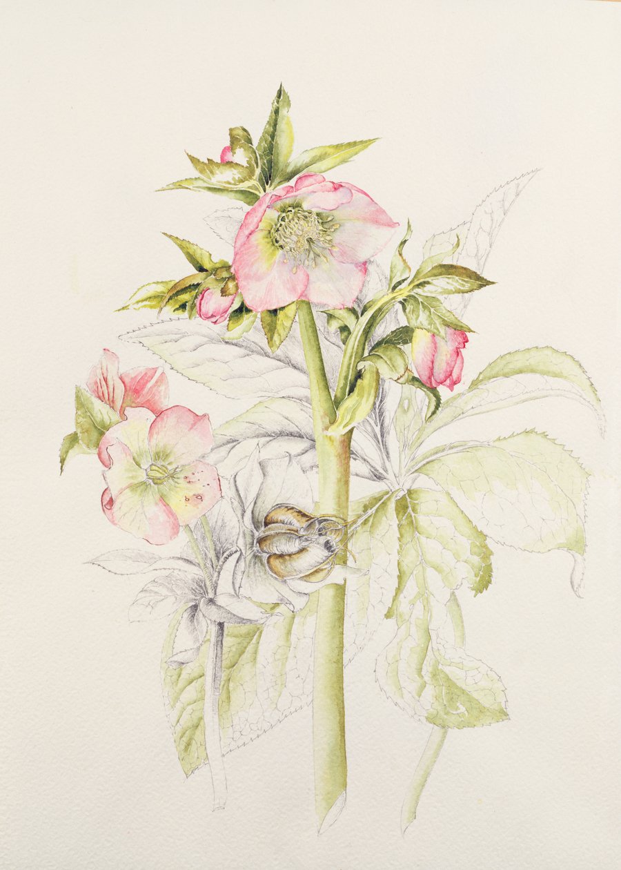 Hellebores by Alison Cooper
