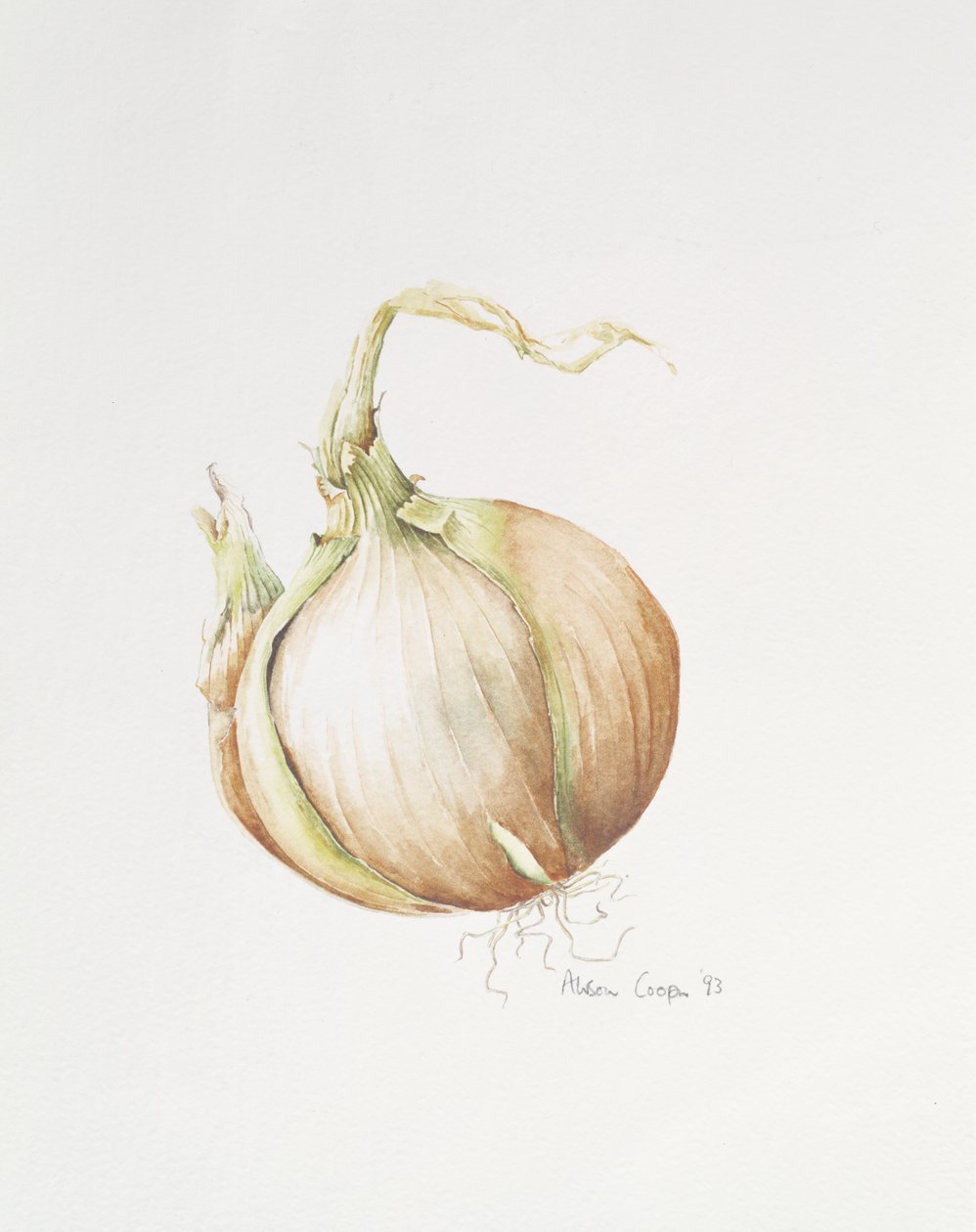 Soğan Çalışması, 1993 by Alison Cooper