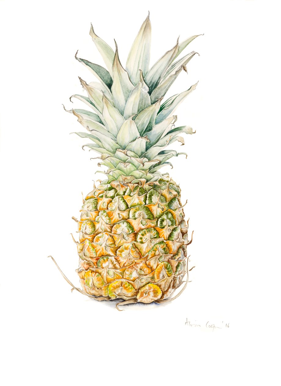 Olgun Ananas, suluboya, 2016 by Alison Cooper
