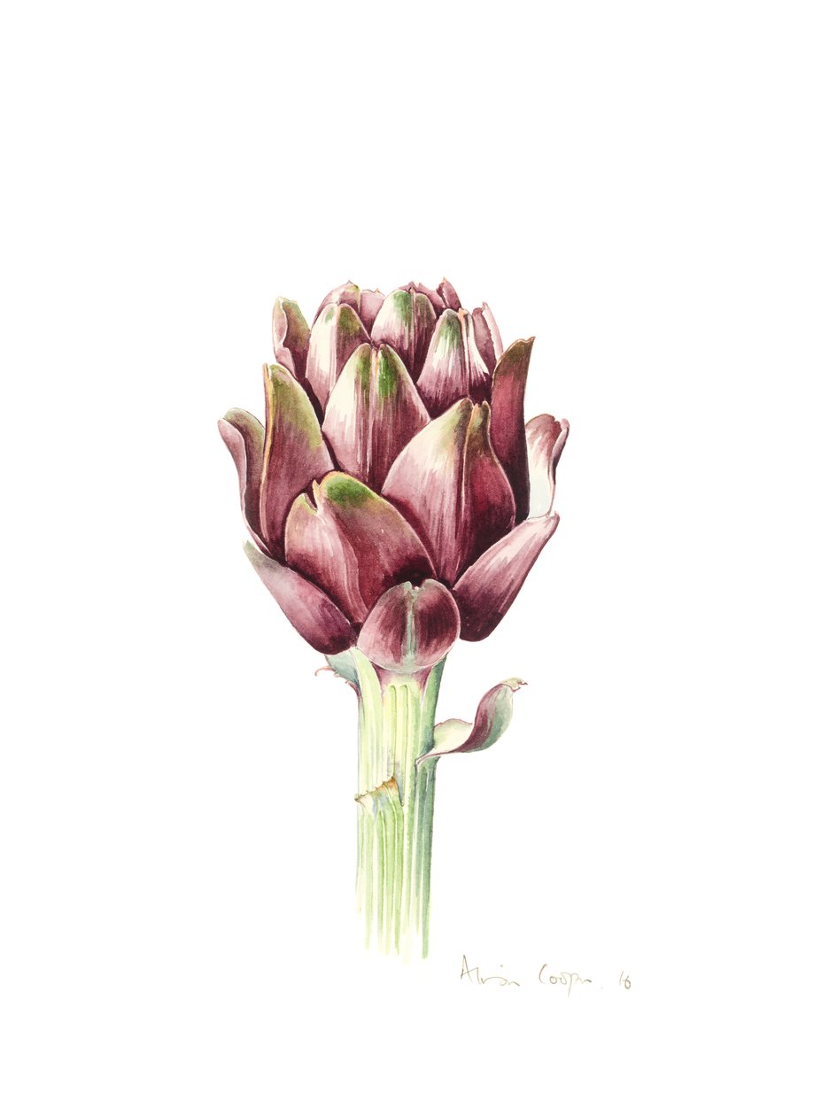 Sardunya Enginarı, 2016, suluboya by Alison Cooper