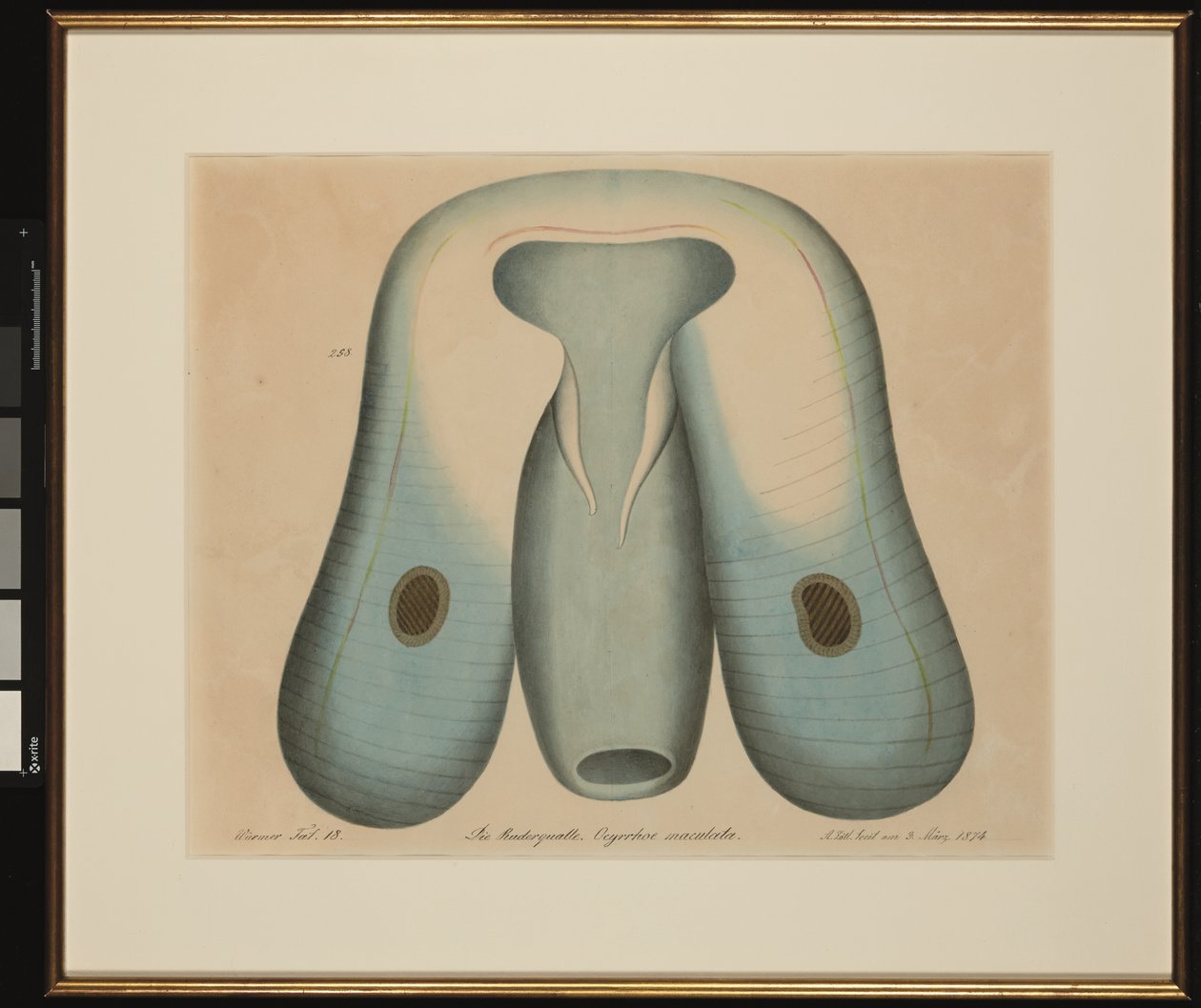 Öl Ruderqualle. Ocyrrhe maculata by Aloys Zötl