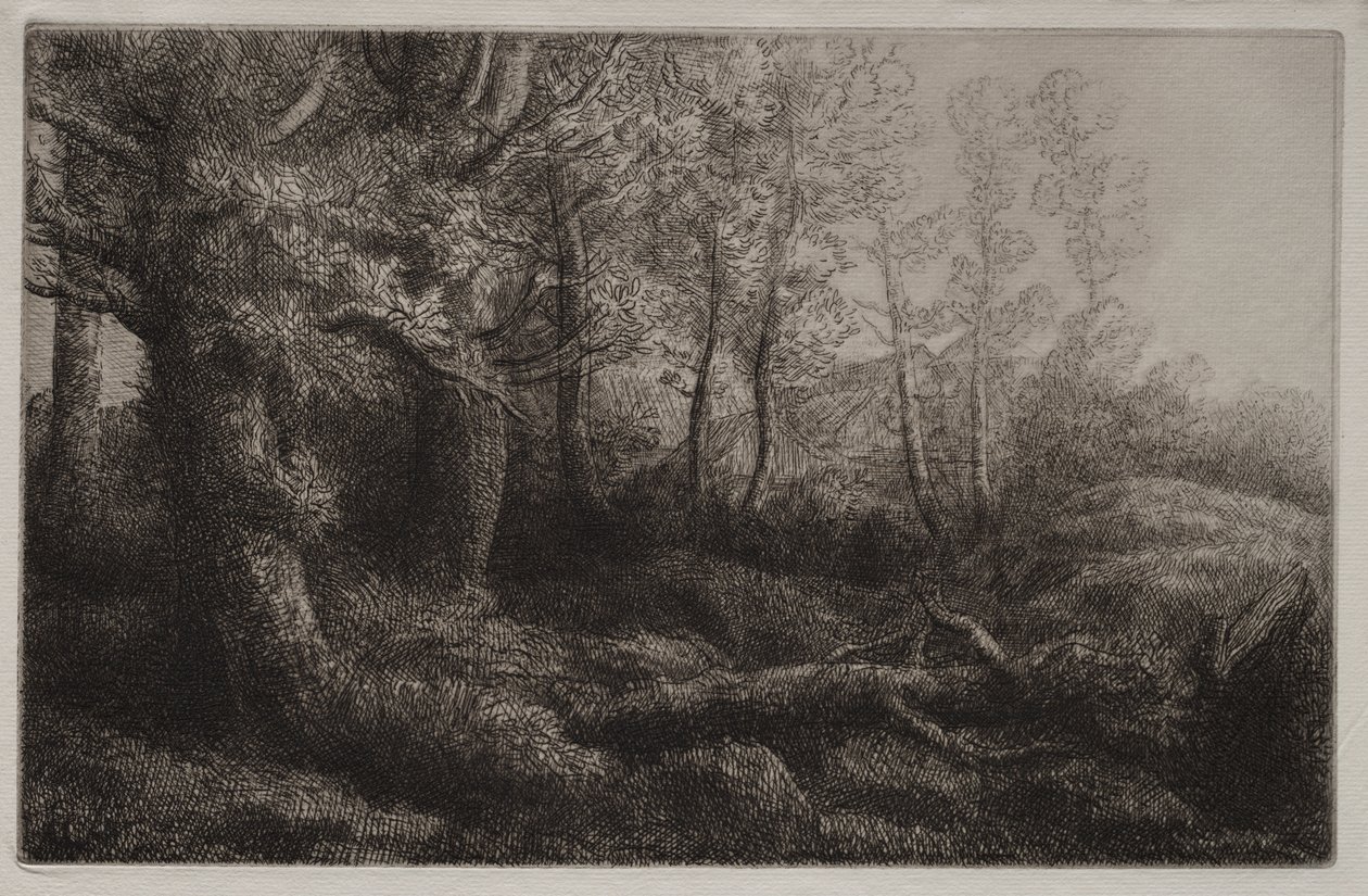 Woodland Çalışması by Alphonse Legros