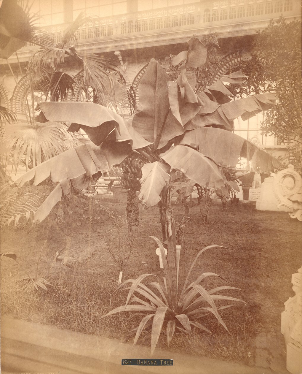 Muz Ağacı, Pensilvanya Yüzüncü Yıl Sergisi, 1876 (gümüş albümen baskı) by American Photographer