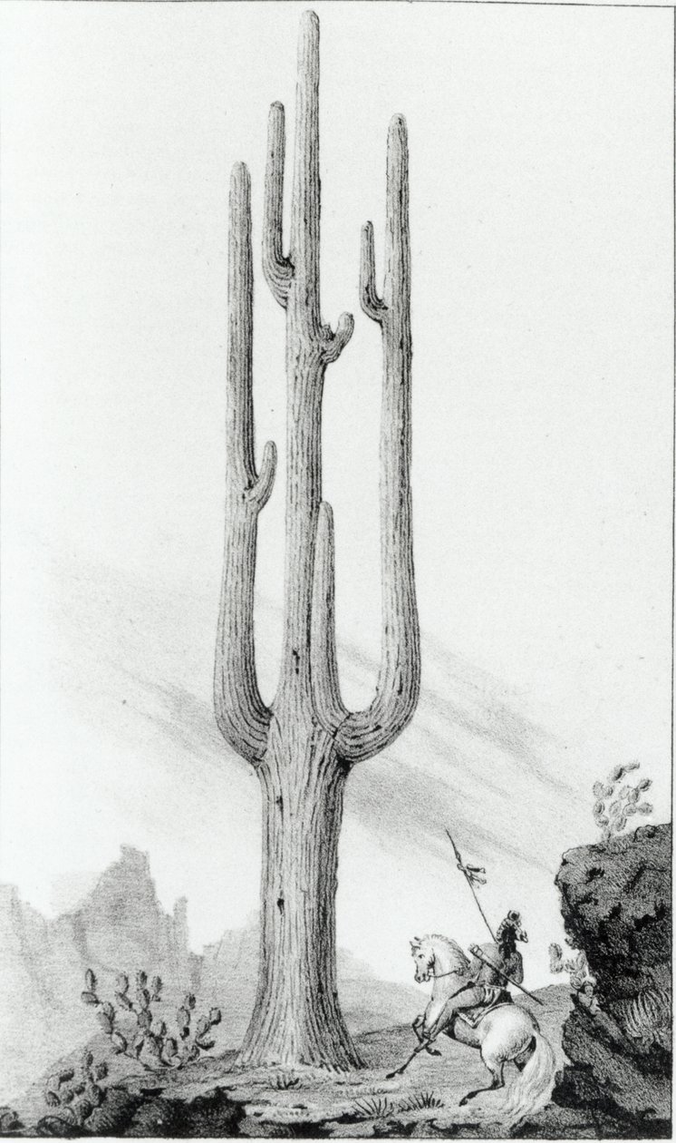 Cereus Devi by American School