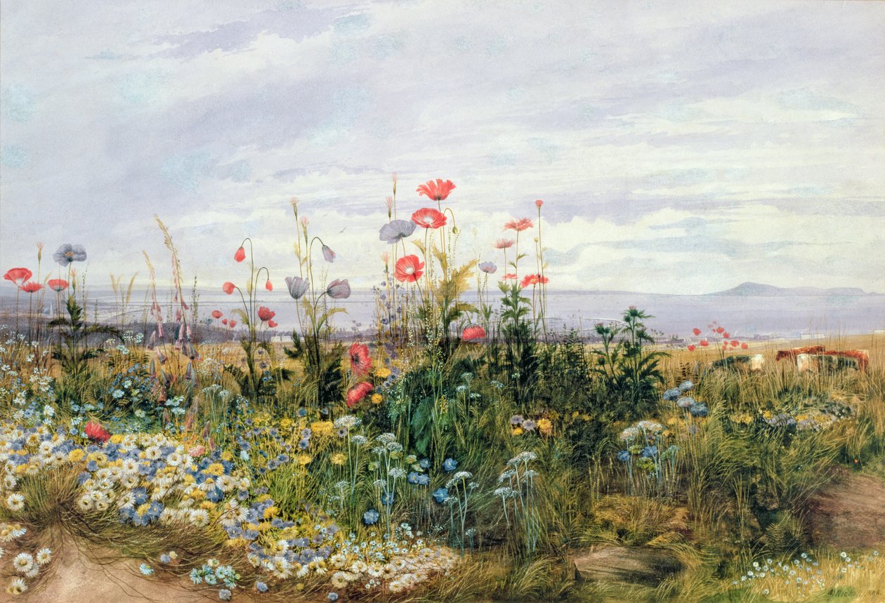 Wildflowers with a View of Dublin Dunleary  by Andrew Nicholl