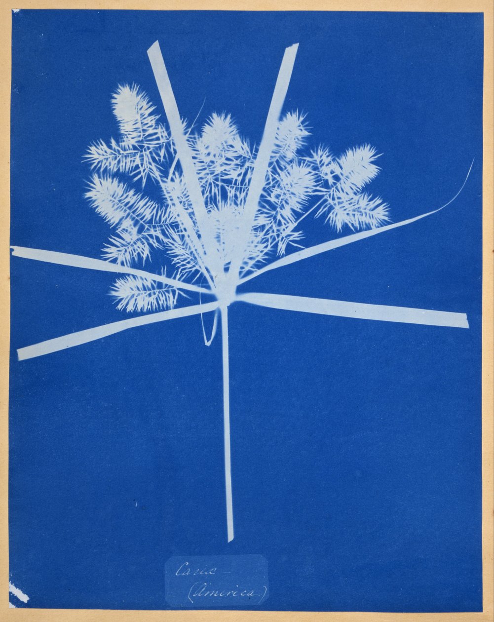 Carix (Amerika) by Anna Atkins