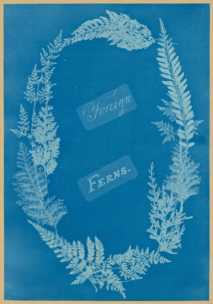 yabancı eğrelti otları by Anna Atkins