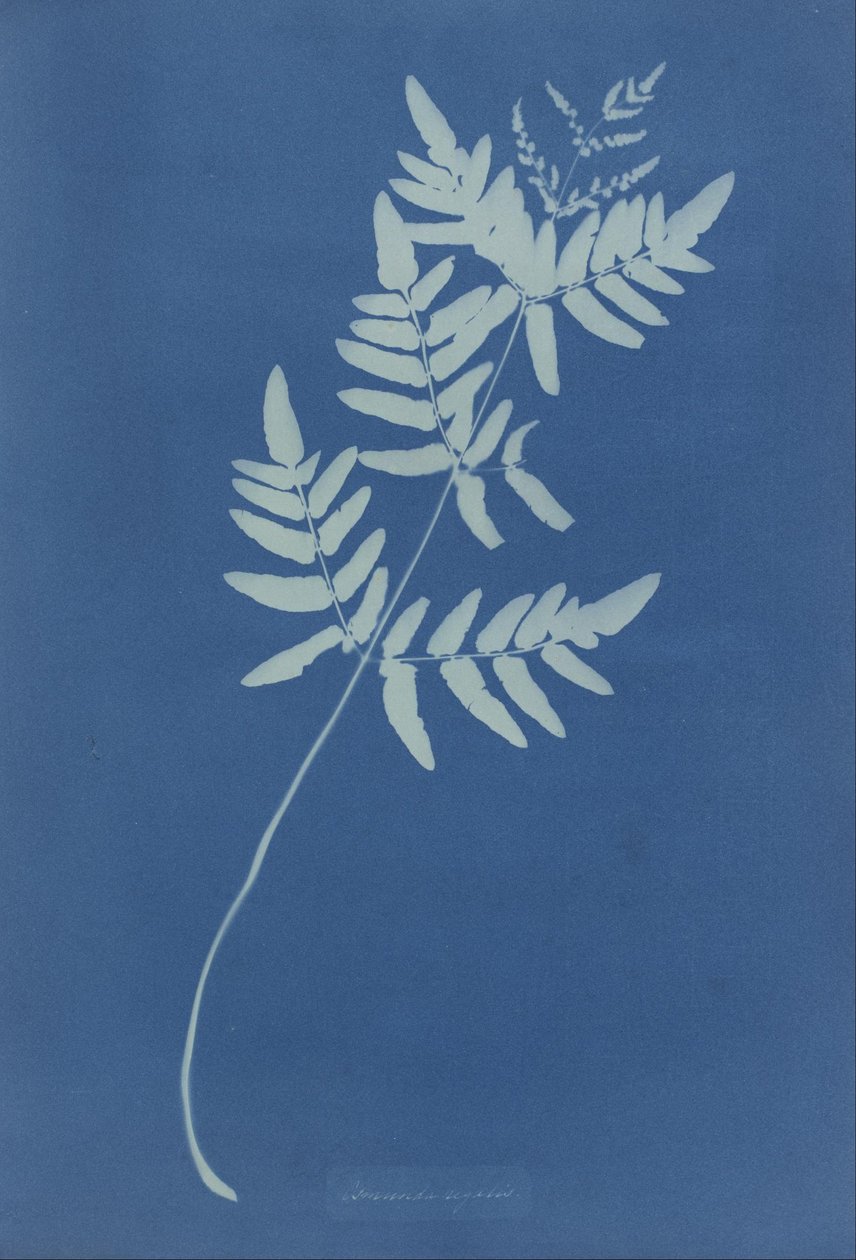 Osmunda Rigalis (Avustralya) by Anna Atkins