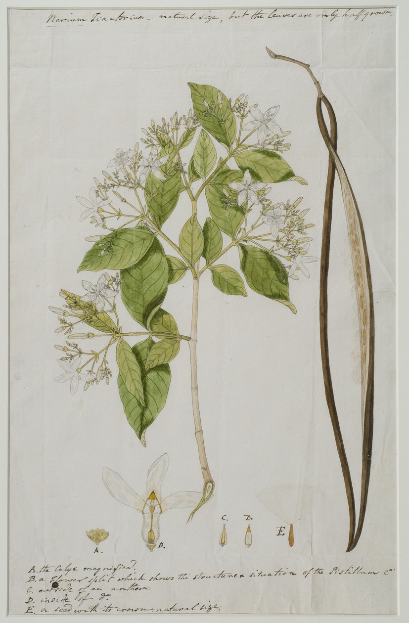 Wrightia tinctoria (Roxb.) R, 1785 (kağıt üzerinde wc) by Anna Maria Jones