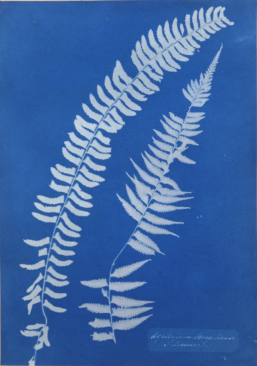 Asplenium Braziliense, G. Amerika by Anna Atkins