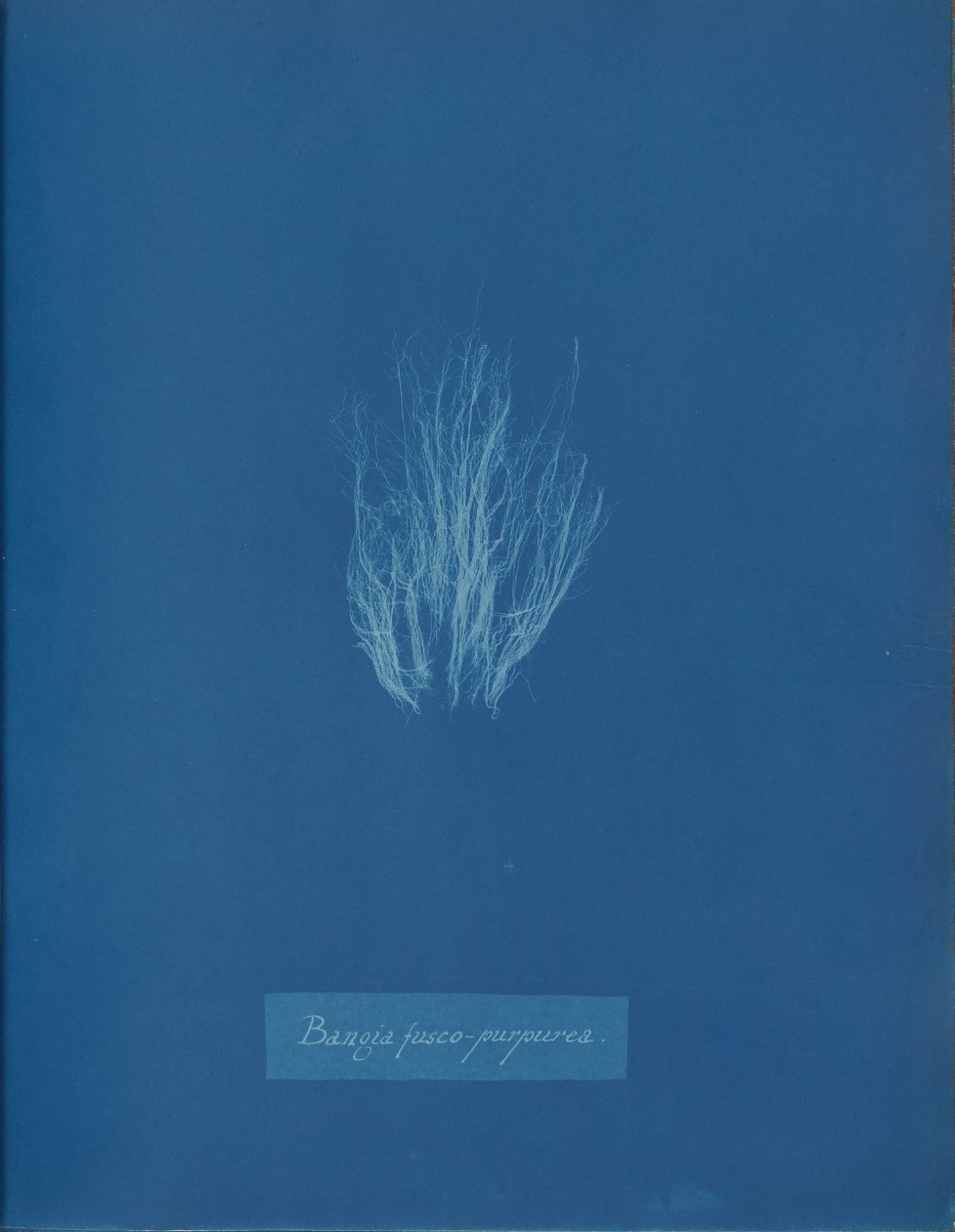 Bangia fusco-purpurea, yak. 1853. by Anna Atkins