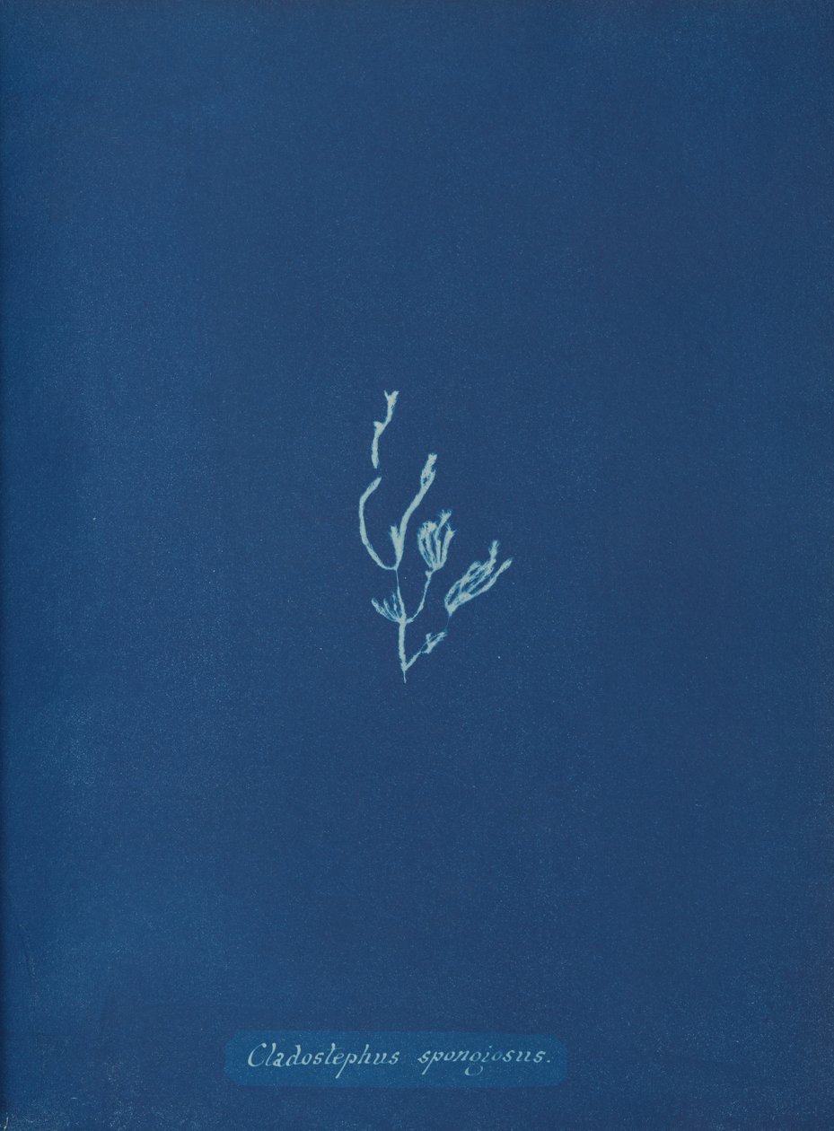Cladostephus spongiosus, yak. 1853 by Anna Atkins